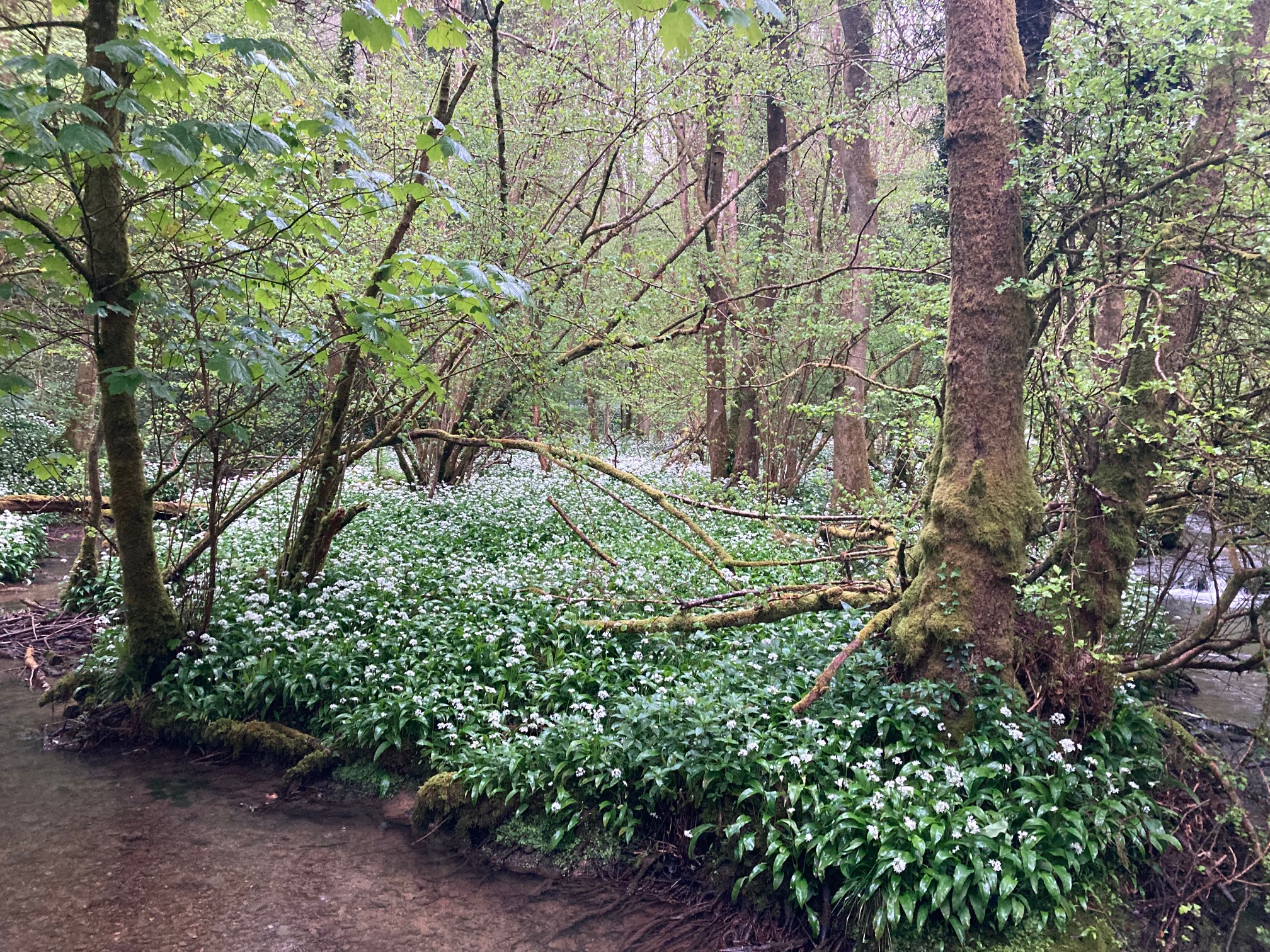 Forst Make Does British politics make sense? – The Forest